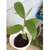 Unbranded Black Java Plum (syzygium cumini) fruit tree 6” -
