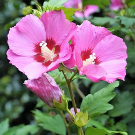 Rose of Sharon Plant Live Bareroot 8-14 Inch Tall, Pink Althea Rose of Sharon Bush Shrub, Hibiscus Syriacus Plant Flowers