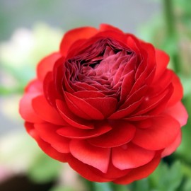 Ranunculus Bulbs Red - Beautiful Red Ranunculus Aviv Flowers - Large and Healthy Ranunculus Corms Ready to Grow in Spring or Summer Gardens - Ranunculus Bulbs from Hand Picked Nursery (20)