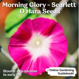 KVITER 100 Scarlet O'Hara Morning Glory Seeds for Planting (Ipomoea Nil)– Scarlet/Red Morning Glory Vining Flower Seeds to Plant Outside, Hummingbird Attractor, Heirloom Seeds for Trellis, Containers