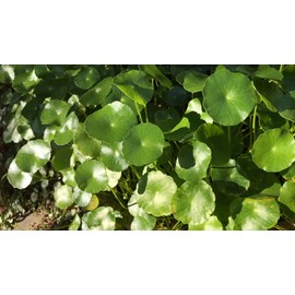 mySuccus Gotu Kola Tea - "The Student Herb"