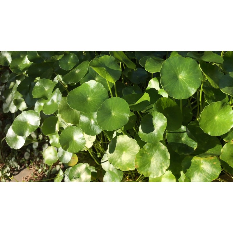 mySuccus Gotu Kola Tea - "The Student Herb"