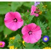 Malva Trimestris Seeds for Planting - 200 Malva Trimestris Seeds