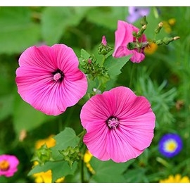 Malva Trimestris Seeds for Planting - 200 Malva Trimestris Seeds Purple Flower Seeds for Outdoor Home Garden Flower Seeds Gardening Supplies