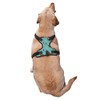 Cute Dachshund No Pull Dog Harness Adjustable Soft Padded Pet