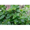 Generic 10 Tradescantia Cuttings - Green Wandering Jew, no Root,
