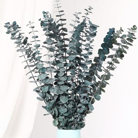 Jtoder 20 PCS Dried Eucalyptus Stems, 17'' Natural Real Live Blue Eucalyptus Leaves Branches Hanging Shower, Preserved Fresh Eucalyptus Plant for SPA Home Fragrance Bathroom Table Vase Decor