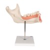 3B Scientific D25 6 Part Half Lower Jaw Model, 3