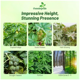 Outsidepride Zanzibariensis Castor Bean Seeds - 50 Pcs Annual Quick-Growing Tropical Flower Seeds for Planting Vibrant Foliage & Colorful Blooms for Eye-Catching Borders, Gardens & Landscapes