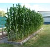 Sunshine Seeds Country Gentleman Sweet Corn Seeds (40) / ORGANIC