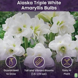Alaska Triple White Amaryllis Bulb – Large Bulb for Planting, 4-8 Blooms, 16–24" Tall – Elegant Indoor & Outdoor Plant – Ideal for Seasonal Decor – Low-Maintenance Amaryllis Bulb (Not in Wax)