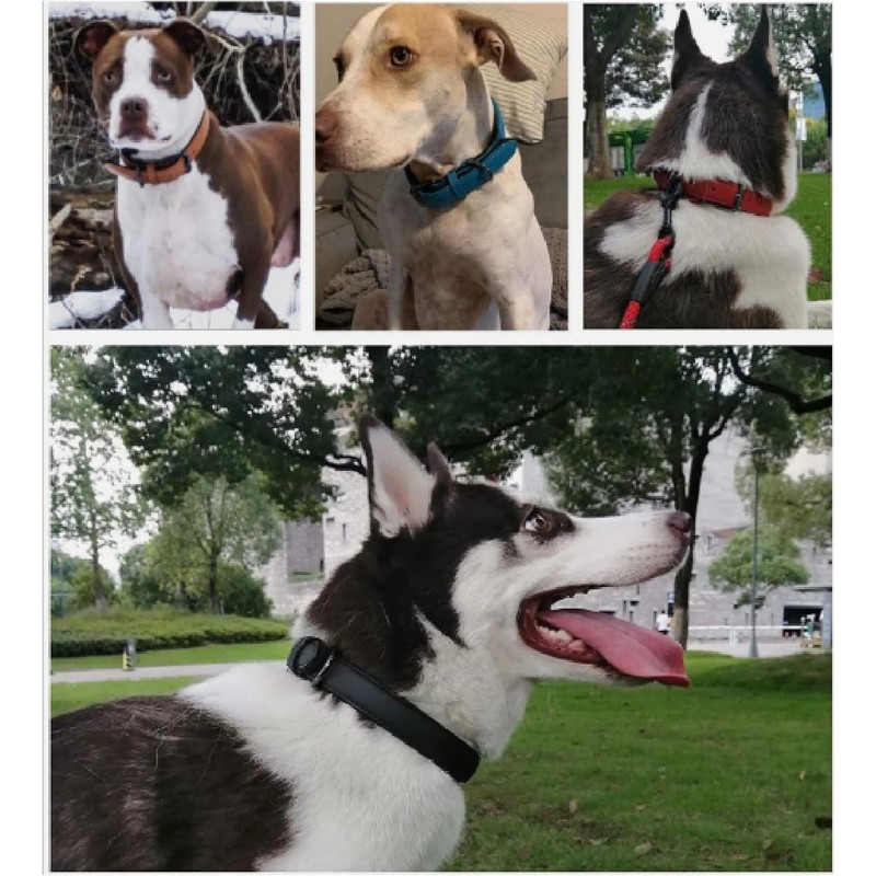 Genuine Leather Dog Collar, Adjustable Pet Collar, 5 Sizes XS-XL,