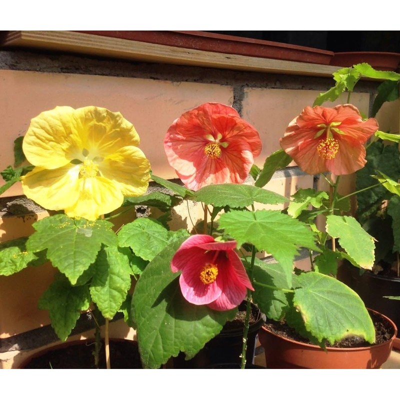 22Day Seeds: Seeds Abutilon Flowers Mix/Flowerling Maple Tree/Perenial Tree