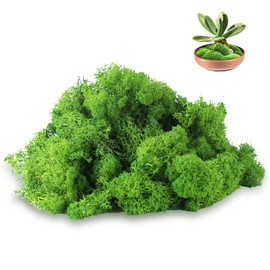 Ryvera 100 g Artificial Moss for Crafts, Artificial Moss Decoration, Artificial Moss for Decorating, Iceland Moss Preserved Decorative Moss, Moss Wall Decoration, Art Moss Decorative Moss Craft Moss