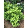 Florida Sunshine Anise (Illicium parviflorum 'Florida Sunshine')