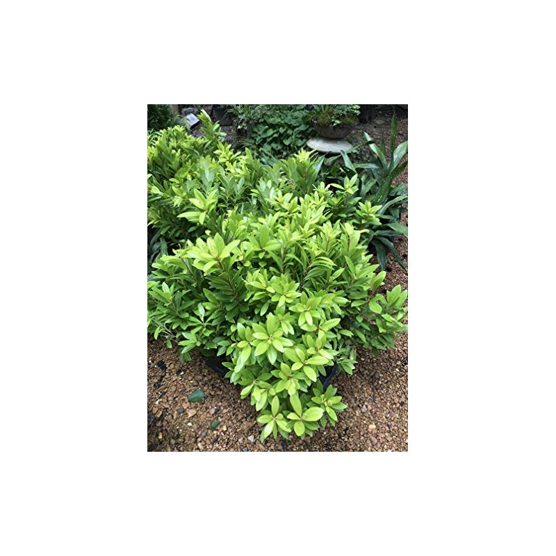 Florida Sunshine Anise (Illicium parviflorum 'Florida Sunshine')