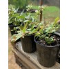 Tree crepe myrtle tree seedlings pink flowers easy to grow