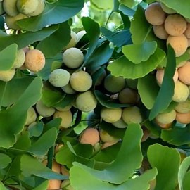 Ginkgo Tree Seeds (Ginkgo biloba) Packet of 5+ Rare Medicinal Tree Seeds