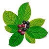 B-EXPERTS CASCARA SAGRADA Loose Tea Cascara Sagrada Bark 4 oz