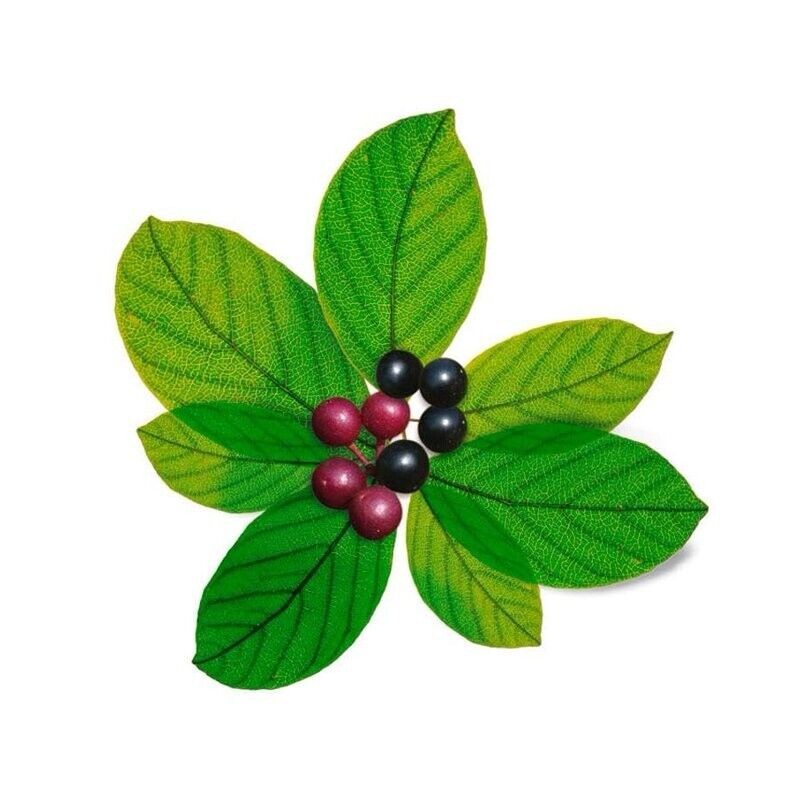 B-EXPERTS CASCARA SAGRADA Loose Tea Cascara Sagrada Bark 4 oz