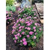 Bloomin' Easy® Poprocks® Petite Spirea Spiraea Japonica 'Odessa' USPP#28508 (3