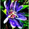 Rare Passiflora Passion Flower Mix (50 Seeds) - Stunning Colors,