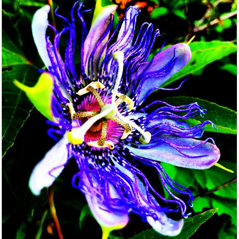 Rare Passiflora Passion Flower Mix (50 Seeds) - Stunning Colors,