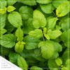 Live Aromatic and Edible Herb - Lemon Balm (4 Per