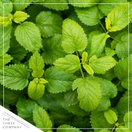 Live Aromatic and Edible Herb - Lemon Balm (4 Per Pack), Naturally Reduces Stress and Improves Air Quality, 8" Tall by 4" Wide