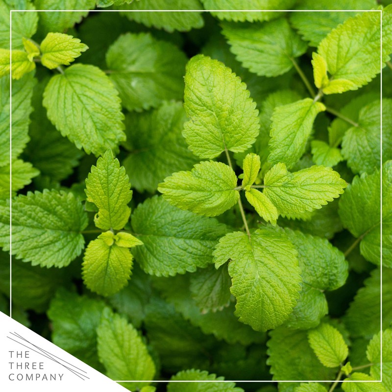 Live Aromatic and Edible Herb - Lemon Balm (4 Per