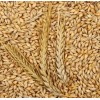 Womack Farm Barley - Whole Grain 300+ Seeds. Organic-~non-GMO~Cat Grass.