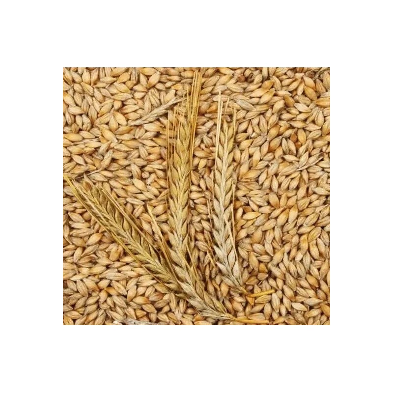 Womack Farm Barley - Whole Grain 300+ Seeds. Organic-~non-GMO~Cat Grass.
