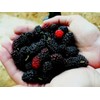Grow Your Own Mulberry Tree's! 20 Seeds! Yummy! Comb. S/h!