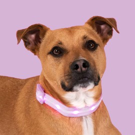 Blazin Light Up Dog Collar - The Original LED Dog Collar - USB Rechargeable - Waterproof - 1,000 Feet of Visibility - Dog Collar Light for Small, Medium, Large Dogs - US Brand