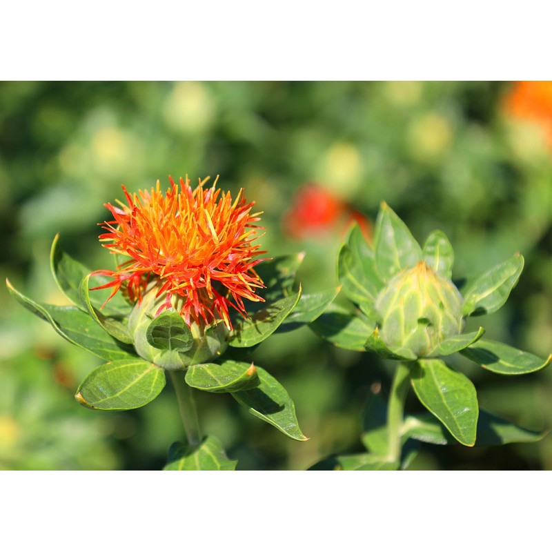 Lowhill Valley Safflower Petals - Whole Dried Carthamus tinctorius Petals