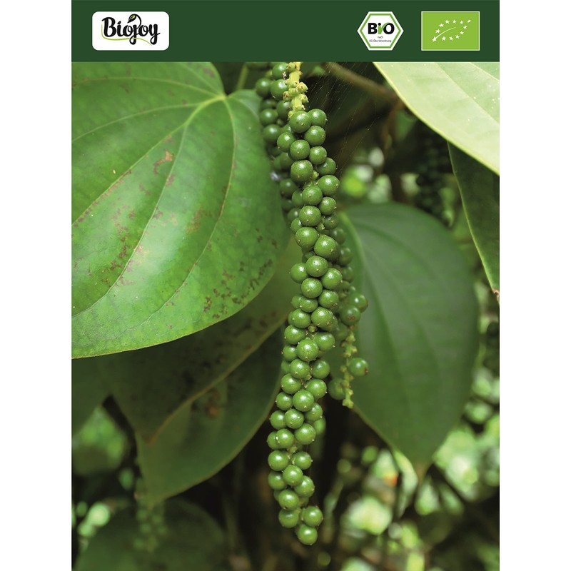Biojoy Organic Green Pepper Whole (100 g), Green Peppercorns for
