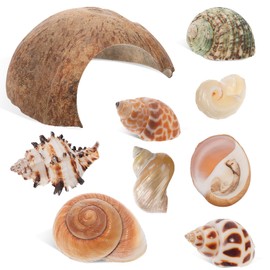 IMIKEYA Hermit Crab Shells: 1 Set Coconut Shell Hut Hermit Crab Habitat Hide Reptile Hideout Crab Shells Hide Cave Conch Shell Hut Seashells for Fish Tank Decor Hermit Crab Habitat