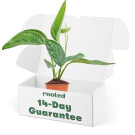 Rooted Monstera Peru, Monstera Karstenianum, Live, Live Indoor, Easy to Grow, Easy to Care, Beautiful Outdoor Garden and Low Maintenance Houseplant, 4 inch Pot