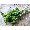 SeedsUA - Seeds Rosemary for Planting Non GMO Heirloom