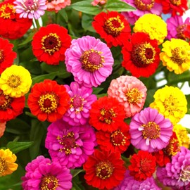 TomorrowSeeds - Lilliput Mix Zinnia Seeds - 600+ Count - for 2025 Planting Petite Pom Pom Dwarf Double Blooms Rainbow Colorful Sunflower Planting Long-Lasting Garden Flower Grow Your Own Home Farm