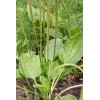 Brown Farm Academy Organic Broadleaf Plantain Seeds ~ Plantago major
