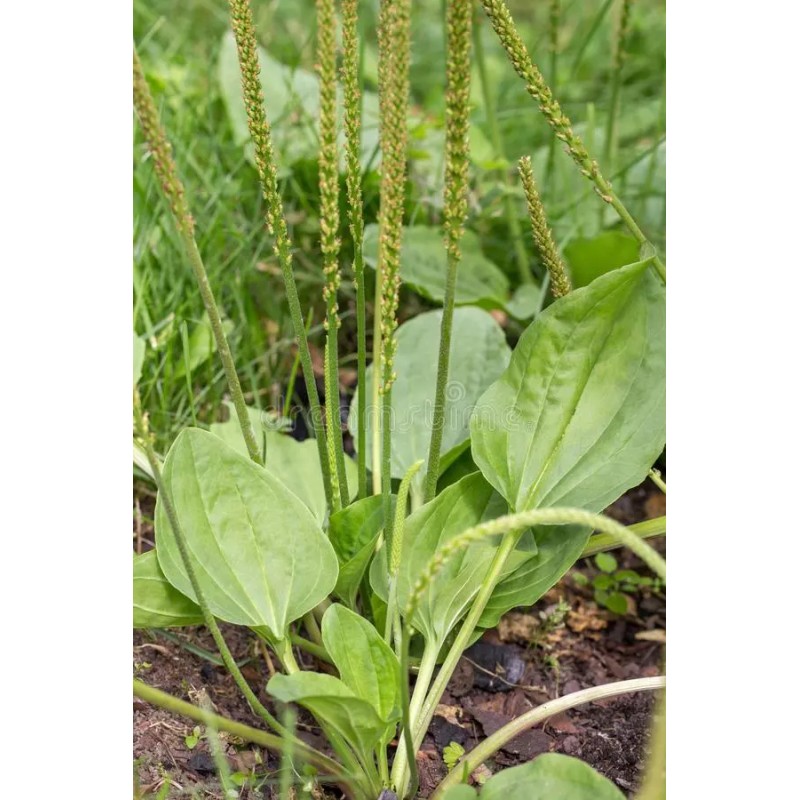 Brown Farm Academy Organic Broadleaf Plantain Seeds ~ Plantago major