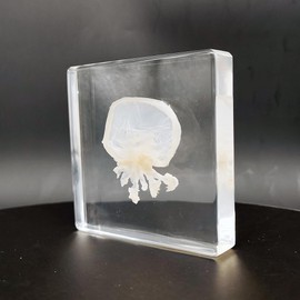 Real Jellyfish Specimens in Resin Paperweight Crafts, Animal Taxidermy Collection for Science Education & Desk Ornament (Jellyfish)