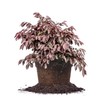 Zhuzhou LOROPETALUM - Size: 3 Gallon, Live Plant, Includes Special