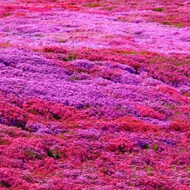 22000+ Creeping Thyme Seeds for Planting Perennial Thyme Non-GMO Thymus Serpyllum Seed Heirloom Flowers Ground Cover Plants