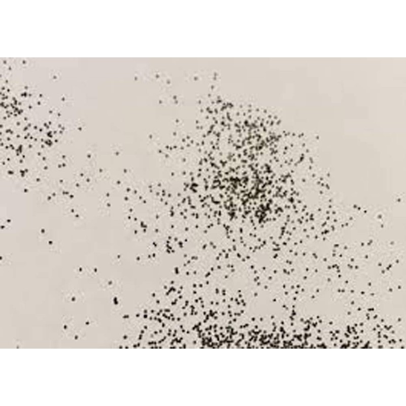 Peppermint Seeds, HERB Seeds Heirloom, Non GMO 100 Peppermint Seeds,