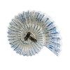 roro Handcarved Nautical Coastal Wood Nautilus Shell Wall Hanging, Blue