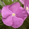 Vinca Seeds Cora Cascade Lavender With Eye 25 Seeds