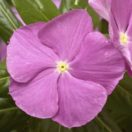 Vinca Seeds Cora Cascade Lavender With Eye 25 Seeds