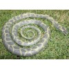 5' Realistic Chain King Snake Replica - Rubber